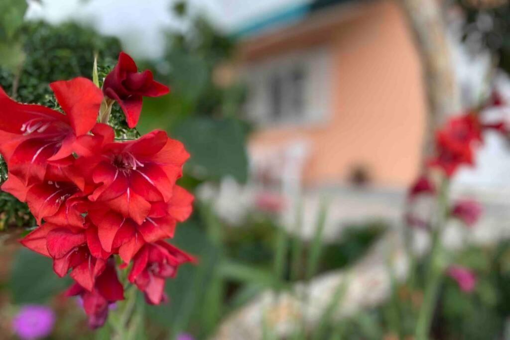 Manuel Lägenhet Korčula Exteriör bild
